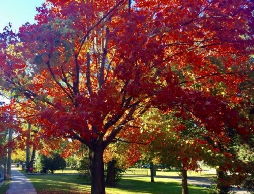 EMBRACE THE SEASON: CREATING HEALTHY FALL HABITS